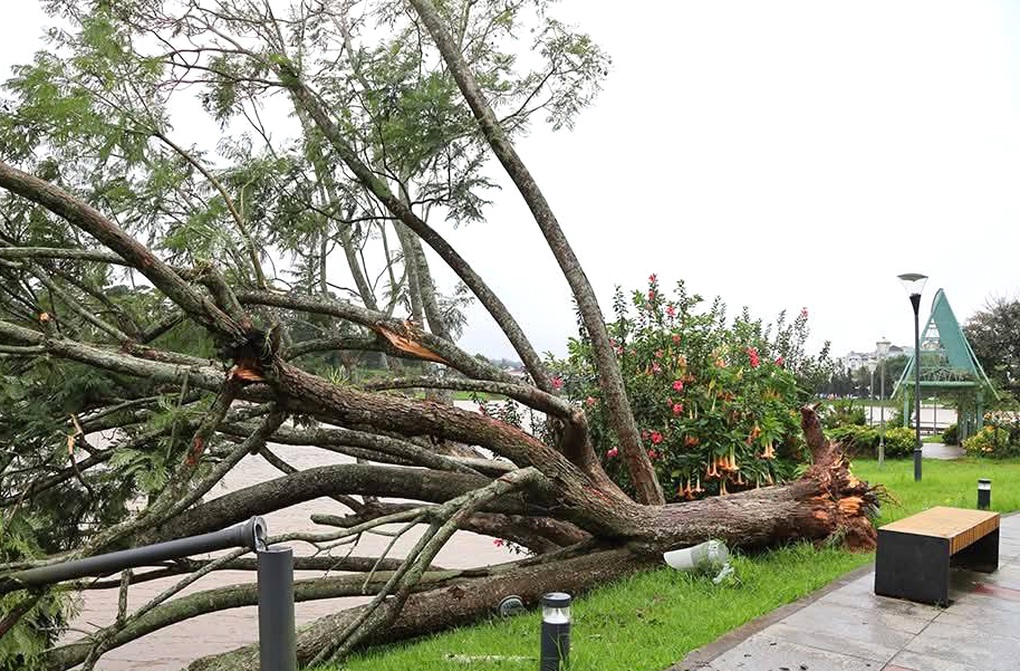 Phượng tím bên hồ Xuân Hương Đà Lạt bị gió quật ngã - 1 Phượng tím bên hồ Xuân Hương Đà Lạt bị gió quật ngã - 1