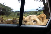 Sư tử mở cửa xe ô tô khiến du khách khiếp vía