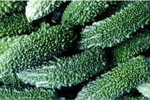 "Soi" bữa ăn hàng ngày của cụ bà trường thọ 104 tuổi ở vùng đất Blue zones