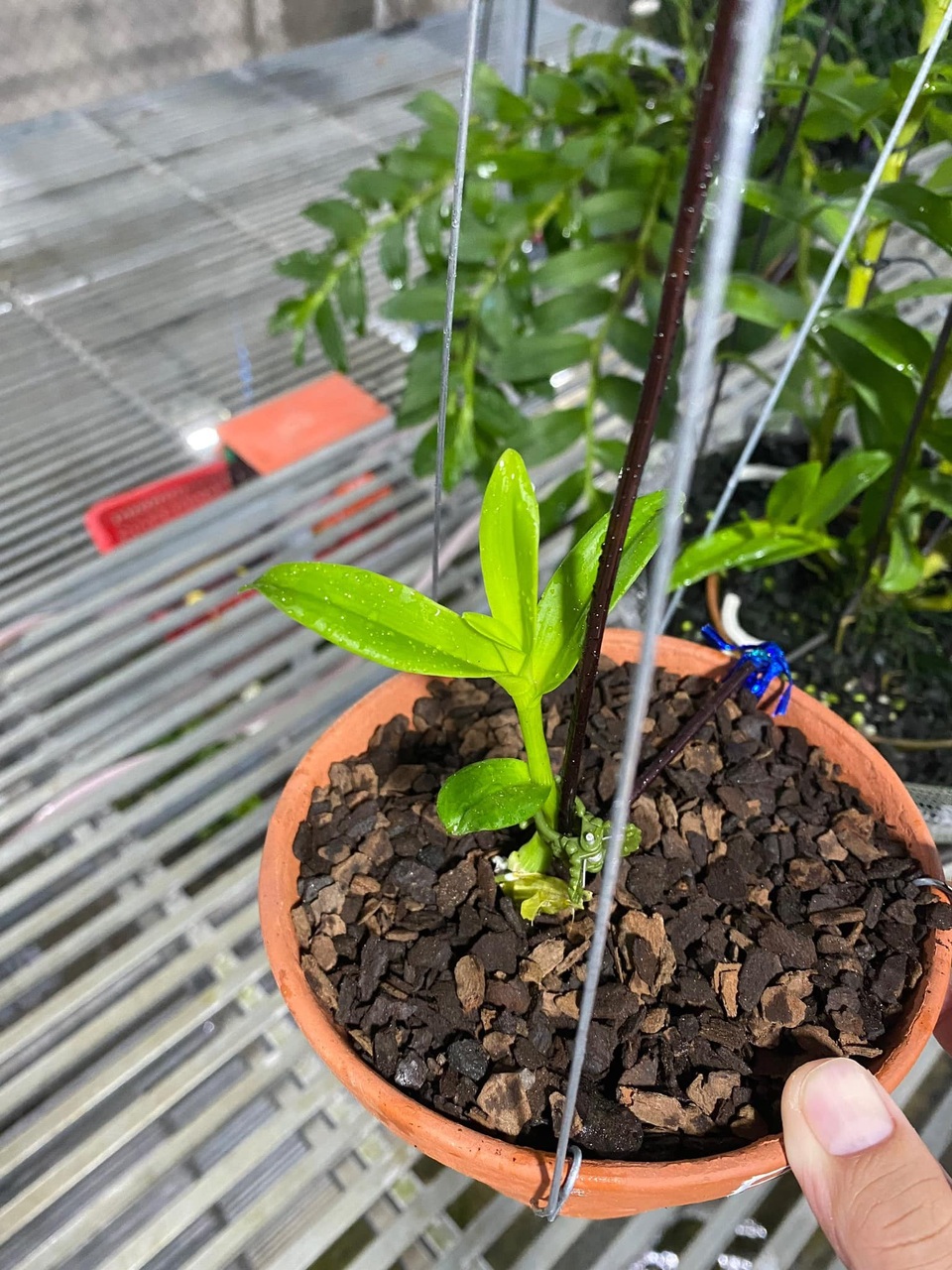 Nghệ nhân trồng lan Nguyễn Minh Quân chia sẻ bí quyết chăm sóc lan vào mùa hè - 2 Nghệ nhân trồng lan Nguyễn Minh Quân chia sẻ bí quyết chăm sóc lan vào mùa hè - 2