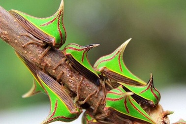 Những động vật “cực dị” khiến bạn khó có thể tin chúng thực sự tồn tại!