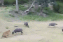 Hổ đoạt mạng trâu rừng sau một nhát cắn và cái kết khó ai ngờ