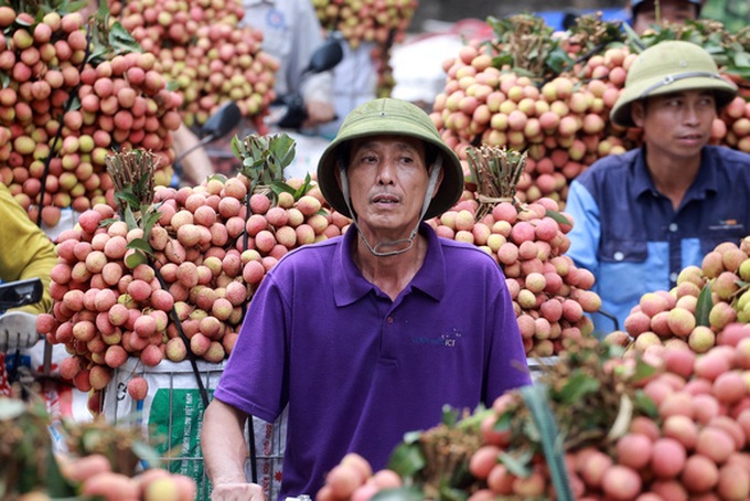 Bắc Giang lên kịch bản tiêu thụ vải thiều - Ảnh 1.