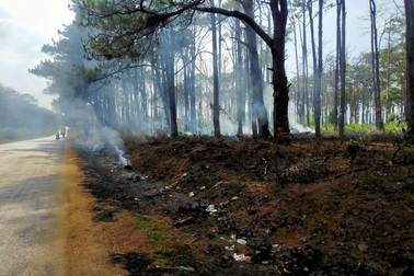 Hàng trăm cây thông bị đốt cháy sau khi bị khoan gốc, hạ độc