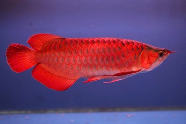 Vụ bị khởi tố vì trộm một con cá: Cá huyết long đắt đỏ ra sao?