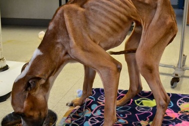 Giải cứu chú chó chỉ còn da bọc xương vì đói