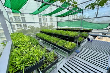 Giữa mùa dịch Covid-19, giám đốc trồng rau, nuôi cá "trên nóc nhà" ở TPHCM