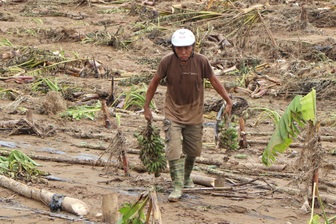 Làng rau tan hoang, nông dân trắng tay sau lũ lớn