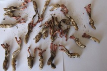 5 người nhập viện sau khi nhậu nhộng ve sầu