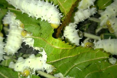 Nhìn khiếp vía nhưng ăn lạ miệng, tằm lá sắn "cháy" hàng, đắt khách