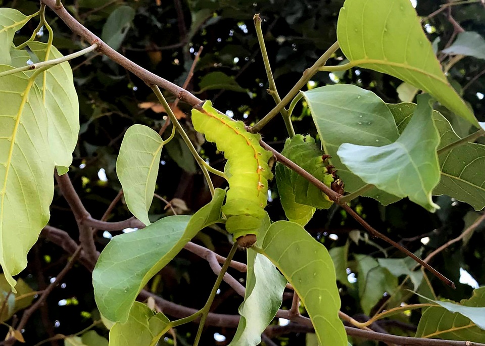 Hàng nghìn con sâu lạ ăn trụi lá cây bên đường - 5 Hàng nghìn con sâu lạ ăn trụi lá cây bên đường - 5