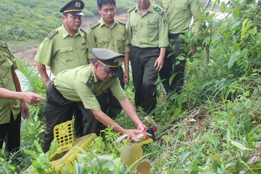 Thả một cá thể chim trĩ đỏ quý hiếm về tự nhiên