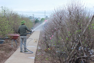 Không khí lạnh tràn về ủng hộ làng đào Nhật Tân trước dịp tết