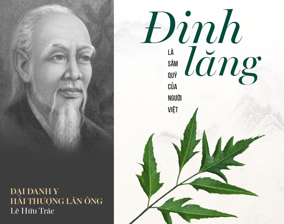 Chuyên gia giải mã tác dụng của sâm quý Đinh Lăng - 1 Chuyên gia giải mã tác dụng của sâm quý Đinh Lăng - 1