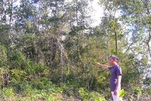 Đàn trâu hoang gần 10 con liên tục tấn công người