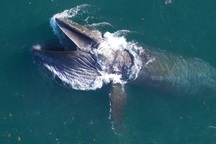 Cá voi lưng gù tiêu thụ hơn 18.000 tấn thức ăn mỗi ngày