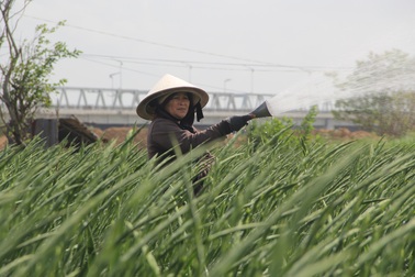 Phú Yên: Giá hoa lay ơn “rẻ bèo” khiến nông dân lo lắng ngày giáp Tết