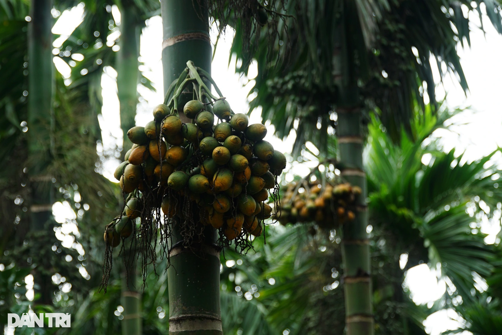 Vườn cau đẹp như tranh, thu lãi tiền tỷ của lão nông miền Tây - 4