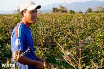Những ánh mắt buồn ở thủ phủ mai Tết lớn nhất miền Trung sau bão Kalmaegi