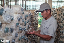 Trồng nấm bào ngư xám, lão nông khấm khá nhờ xuất tới... một tạ/ngày