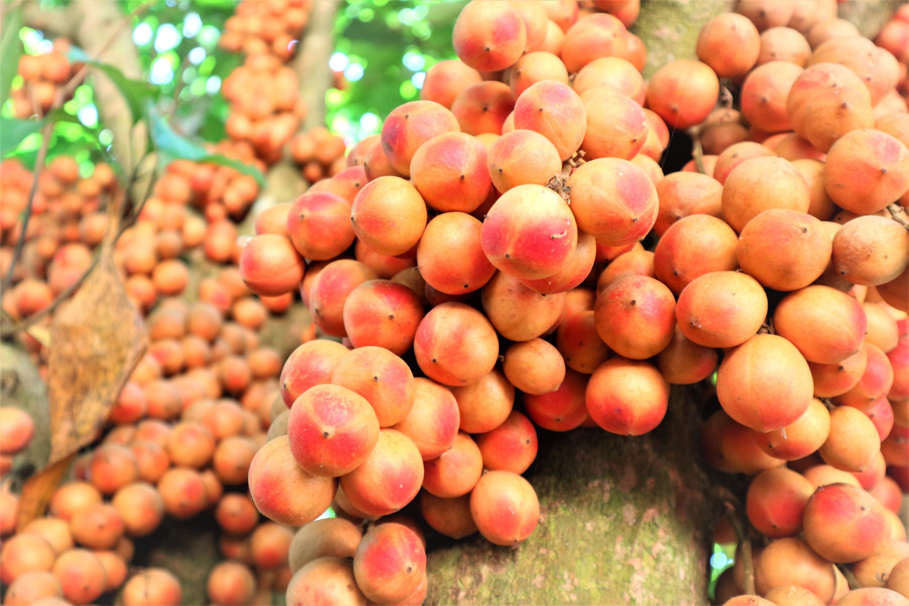 Du khách “lịm tim” với mùa dâu đất chín đỏ vùng trung du Quảng Nam - 2