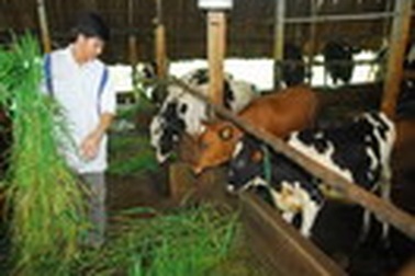 Để người nuôi bò sữa giảm chi phí, tăng thu nhập, phát triển bền vững