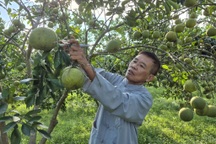 Từng đi buôn 2 ngày lãi 1 chỉ vàng, lão nông quyết bỏ nghề về trồng bưởi