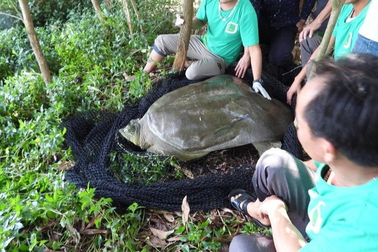 Lấy mẫu xét nghiệm tìm nguyên nhân rùa nặng gần 100kg chết ở hồ Đồng Mô