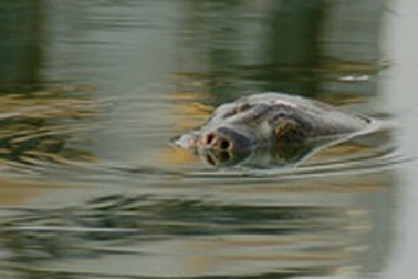 “Cụ” rùa Hồ Gươm lại nổi