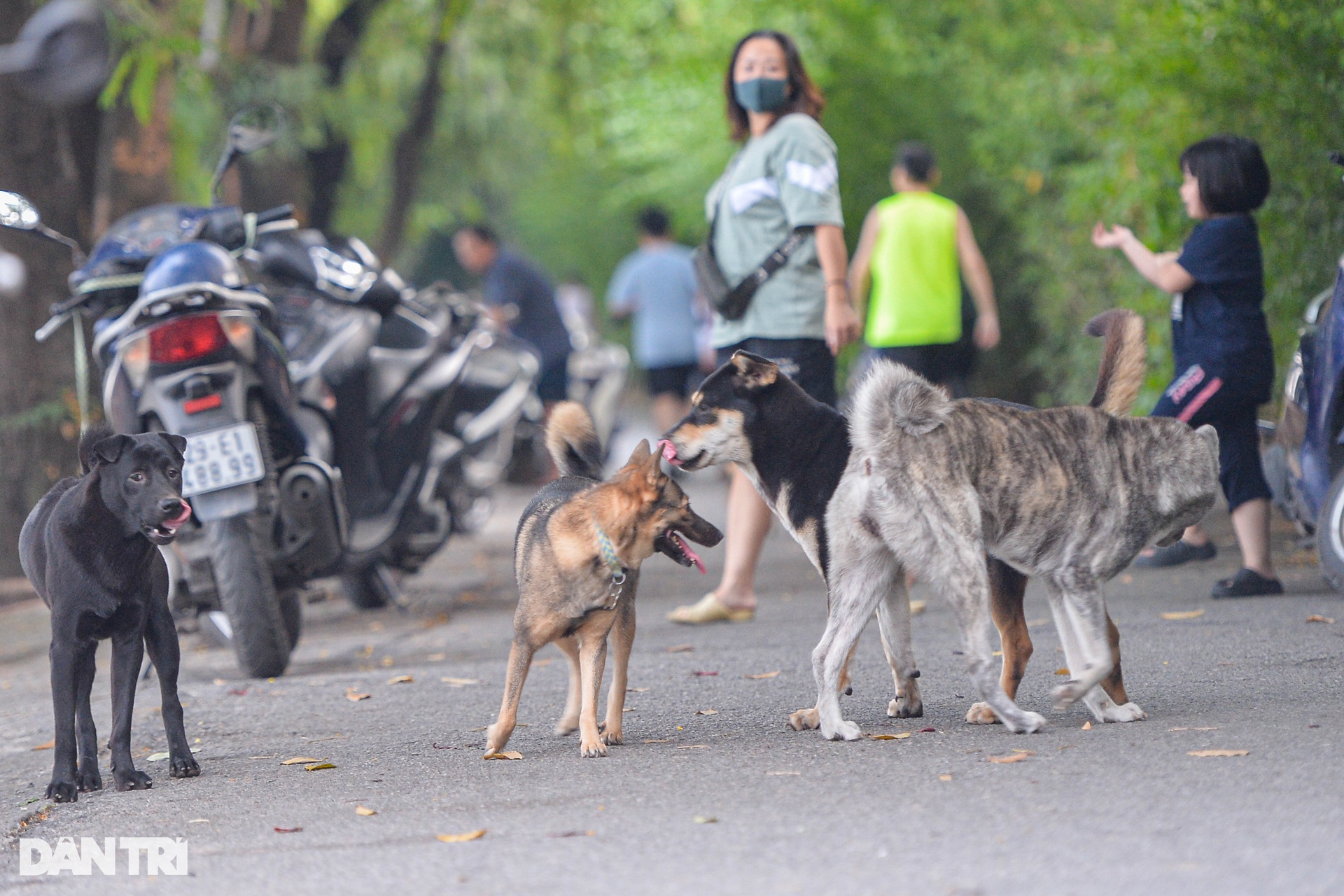 Chó thả rông, không rọ mõm tung tăng khắp các công viên ở Hà Nội - 2 Chó thả rông, không rọ mõm tung tăng khắp các công viên ở Hà Nội - 2