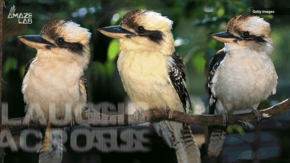 Loài chim hót như tiếng người cười, tự quyết định giới tính con non - 2