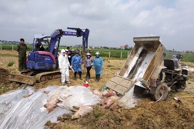 10 tháng, cả nước mất gần 6 triệu con lợn vì dịch tả châu Phi