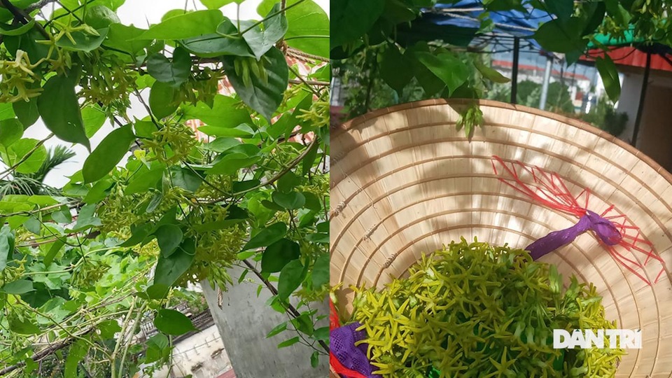 Mẹ đảm trồng giàn cà chua sai trĩu trịt, rau củ ăn quanh năm trên sân thượng Mẹ đảm trồng giàn cà chua sai trĩu trịt, rau củ ăn quanh năm trên sân thượng.
