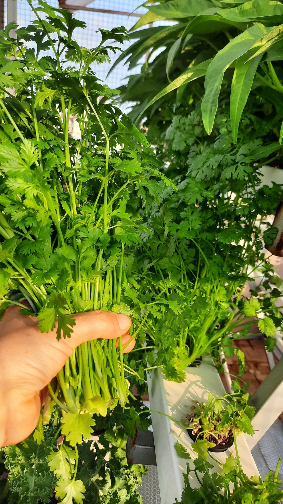 Mướt mắt với vườn rau trên sân thượng rộng 15m vuông - 5 Mướt mắt với vườn rau trên sân thượng rộng 15m vuông - 5