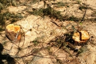 Nguy cơ mất rừng phòng hộ ven biển