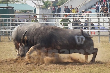 Tưng bừng Hội chọi trâu Phú Sơn lần đầu tổ chức tại Bắc Ninh