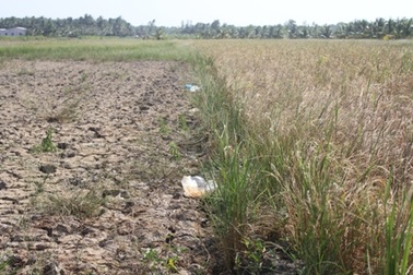 Vừa ăn Tết vừa lo chống hạn, mặn