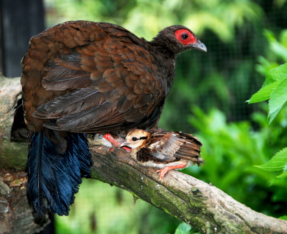Hai loài gà lôi chỉ có tại Việt Nam, cực kỳ quý hiếm và sắp bị tuyệt chủng - 5 Hai loài gà lôi chỉ có tại Việt Nam, cực kỳ quý hiếm và sắp bị tuyệt chủng - 5