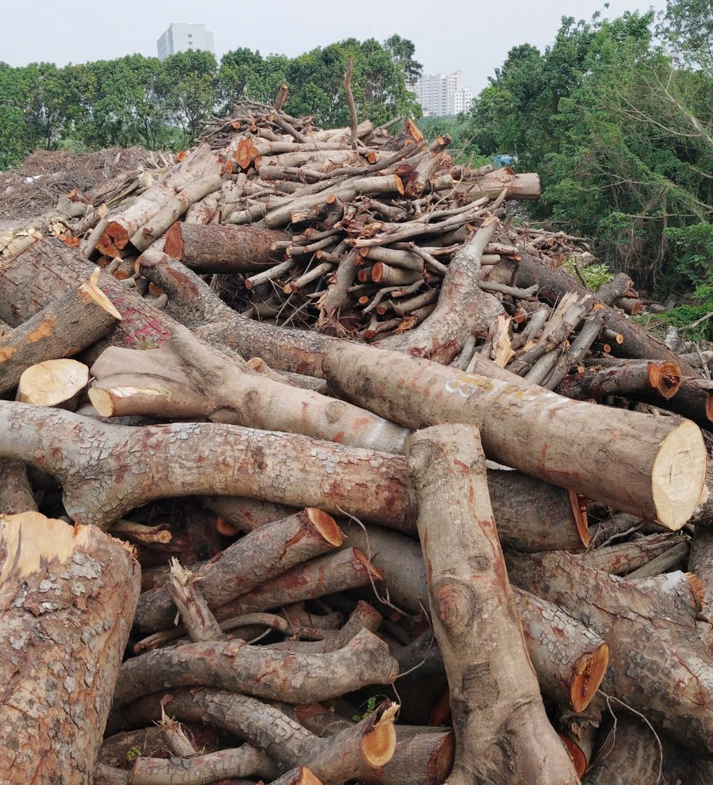 Một người Hà Nội trúng đấu giá lô gỗ, củi thu được sau bão Yagi - 1 Một người Hà Nội trúng đấu giá lô gỗ, củi thu được sau bão Yagi - 1