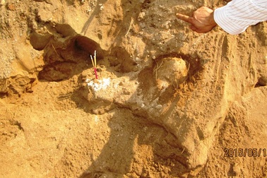 Phát hiện bộ xương cá voi "khủng" được chôn cất hàng trăm năm trước