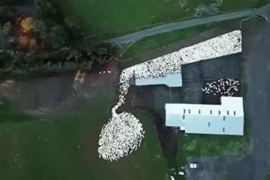 Hình ảnh chó chăn cừu lùa đàn cừu vào chuồng khi nhìn từ trên cao