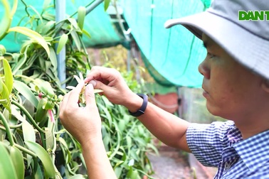 Người đàn ông Bình Dương "thuần hóa" cây lạ cho loại quả 20 triệu đồng/kg
