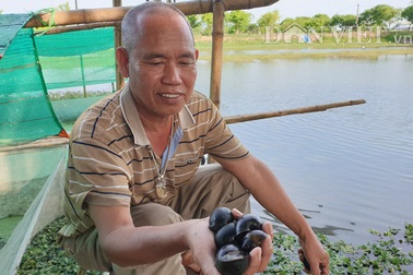 Chán cá chuyển sang nuôi ốc nhồi, chỉ bán trứng thôi đã có chục triệu/ngày