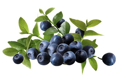 Cải thiện thị lực rõ rệt nhờ quả Việt Quất