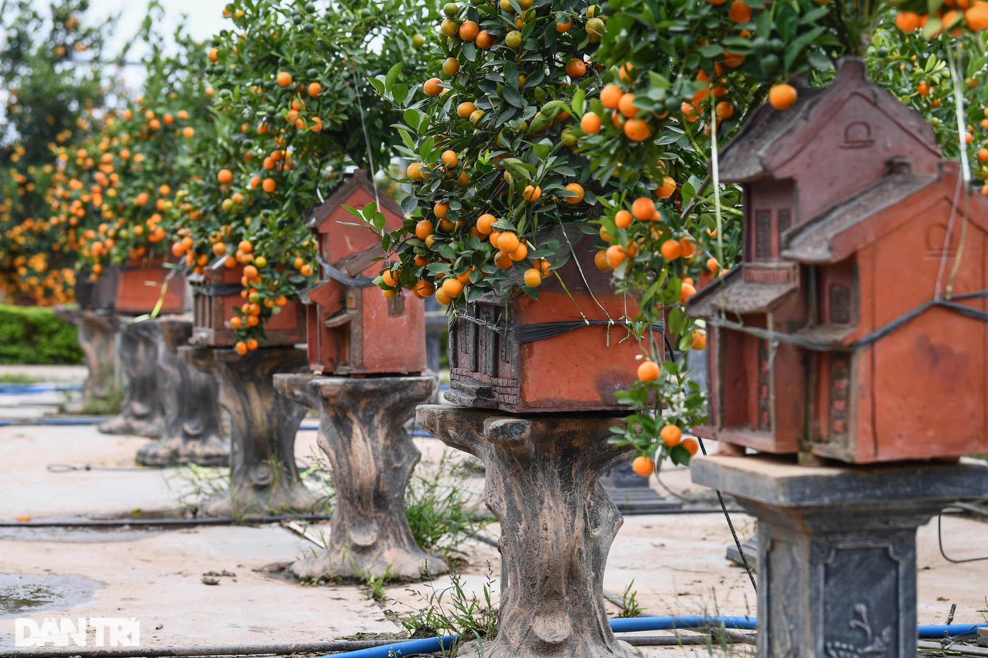 Quất bonsai trăm triệu khoe dáng bày bán tại thủ phủ trồng quất Tứ Liên - 11 Quất bonsai trăm triệu khoe dáng bày bán tại thủ phủ trồng quất Tứ Liên - 11