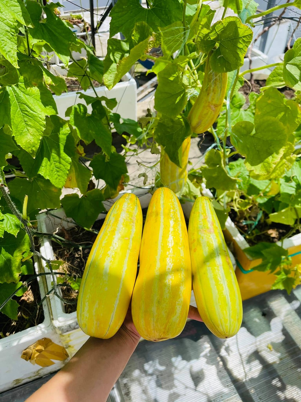 Vợ chồng tại TPHCM biến nóc nhà thành siêu thị nông sản ngập rau trái - 8