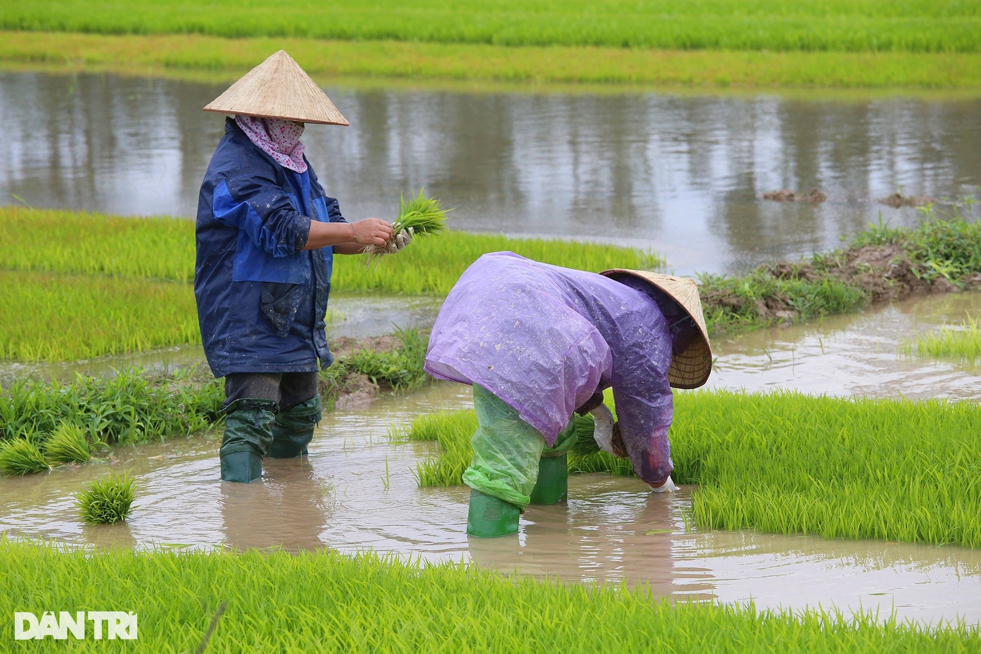 Nông dân ngoại thành bì bõm lội ruộng cấy lúa trong giá rét thấu xương - 4