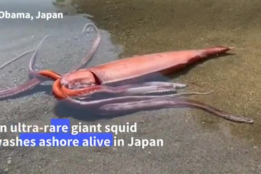 Choáng với con mực khổng lồ dài 3m còn sống dạt vào bãi biển