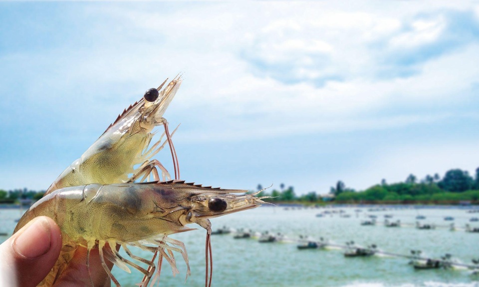 Bayer ứng dụng nhiều công nghệ mới giúp phát triển ngành nuôi trồng thuỷ sản - 2