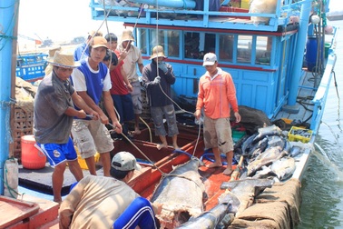 Cá ngừ đại dương trượt giá, ngư dân gặp khó